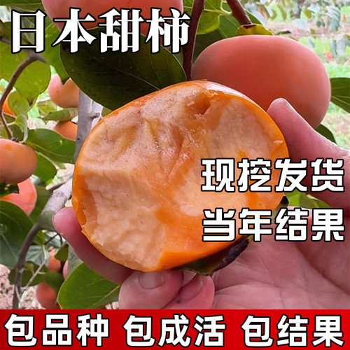 日本甜柿树苗包成活当年结果