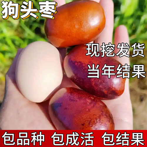 狗头枣树活苗包成活当年结果