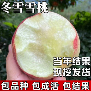 冬雪蜜桃苗南北方种植耐寒特大号晚熟桃树果苗盆栽嫁接当年结果