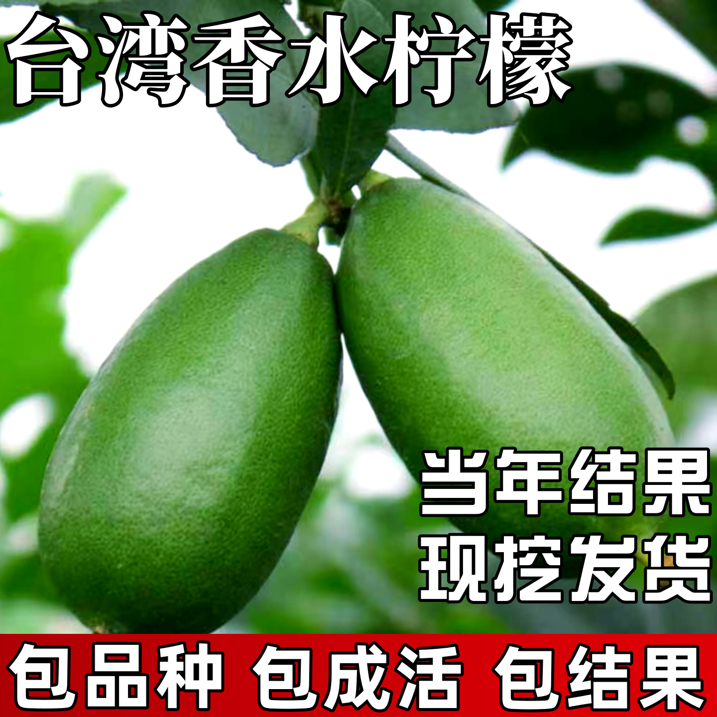 台湾香水柠檬树苗南北方庭院室外地栽四季可食用室内盆栽当年结果
