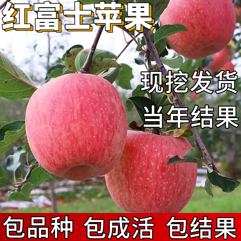 红富士苹果树果苗包成活当年结果图片