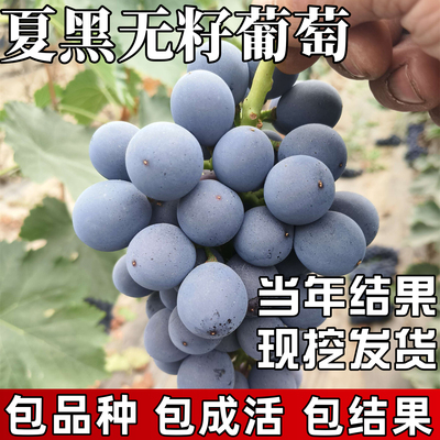 夏黑葡萄树苗包成活当年结果