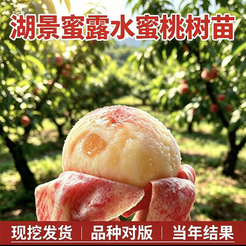 湖景蜜露水蜜桃苗【当年结果】