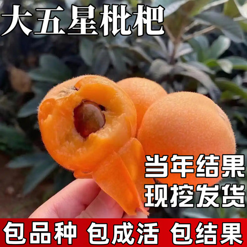 大五星枇杷树苗【不成话包赔】