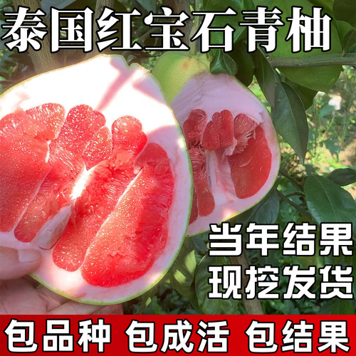 泰国红宝石青柚苗【原土发货】