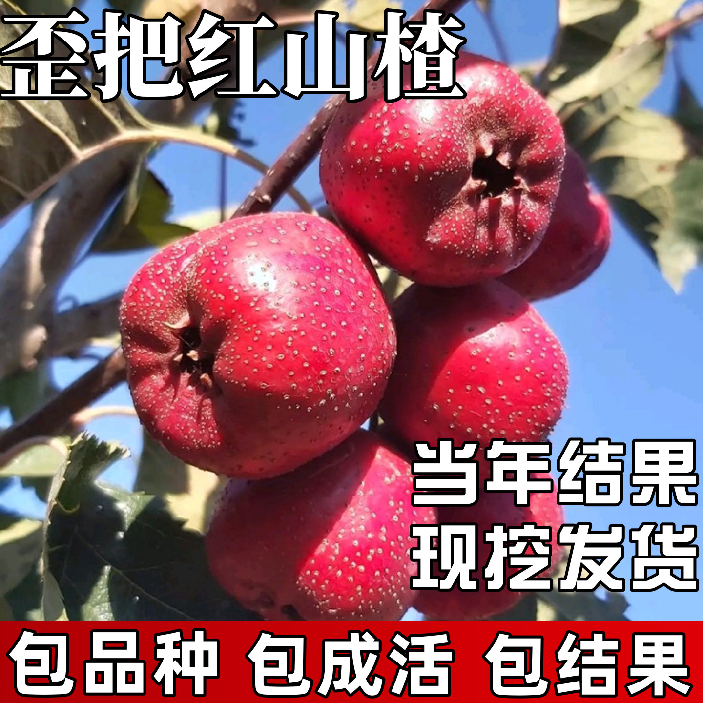 歪把红山楂树果苗包成活当年结果图片