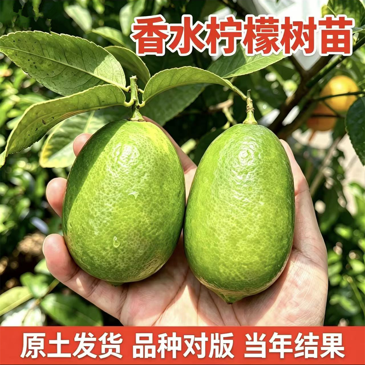台湾香水柠檬树苗嫁接南北方种植大树可食用耐寒室外地栽盆栽老桩图片