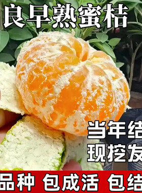 由良蜜桔树苗原土发货当年结果