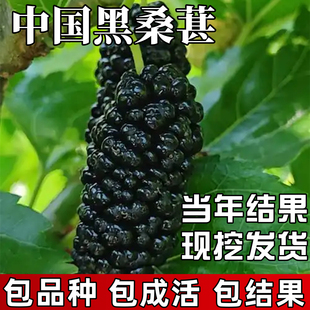 中国黑桑苗南北方庭院四季耐寒特大号桑葚树盆栽嫁接果桑当年结果