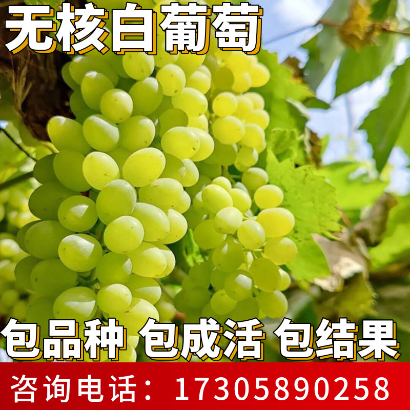 无核白葡萄苗南北方种植耐寒庭院爬藤特大号果树盆栽嫁接当年结果