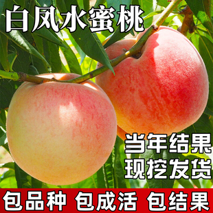 白凤水蜜桃苗南北方种植耐寒桃树果苗大树盆栽嫁接活苗当年结果