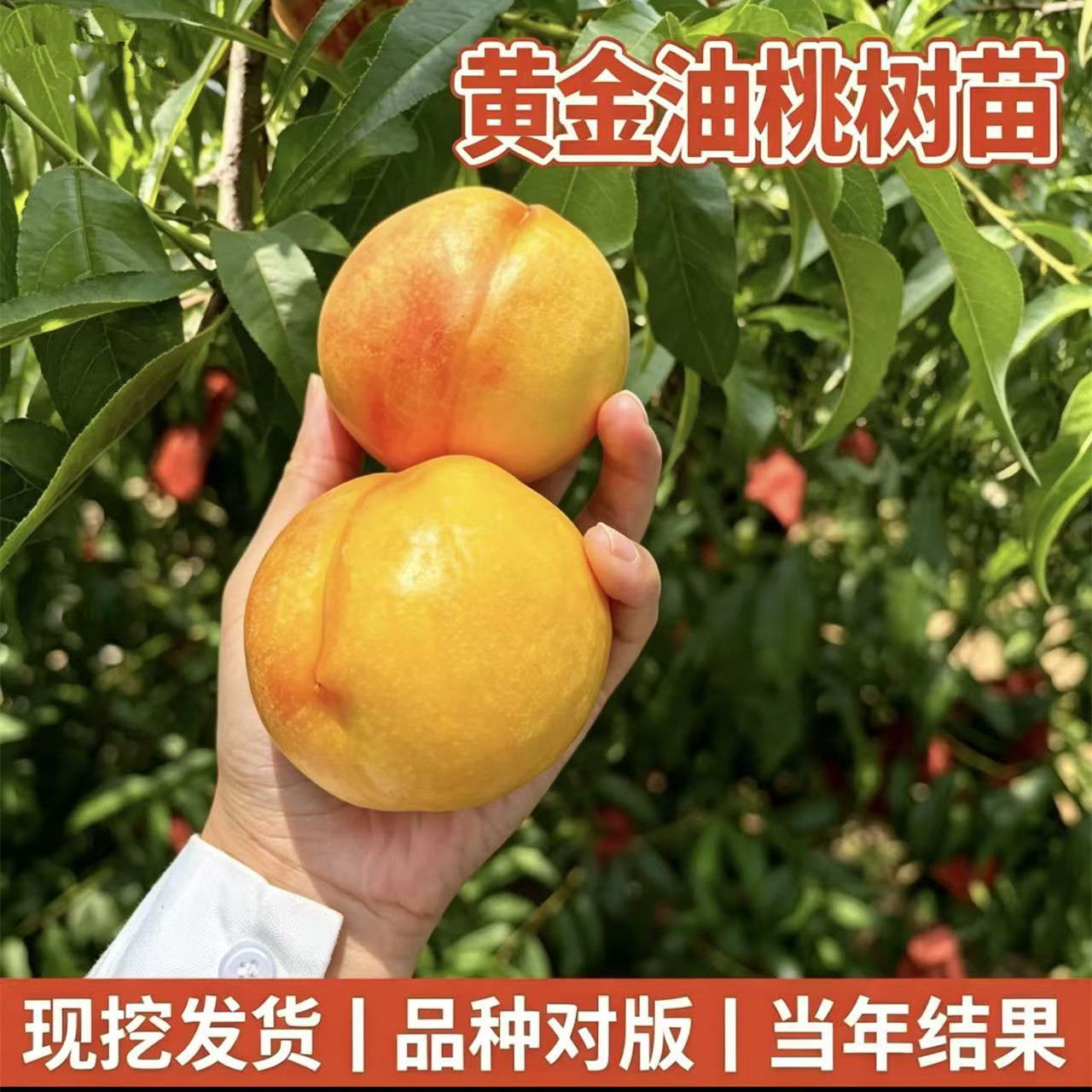 黄金油桃树果苗大树超大号南北方种植嫁接早熟晚熟桃子当年结果