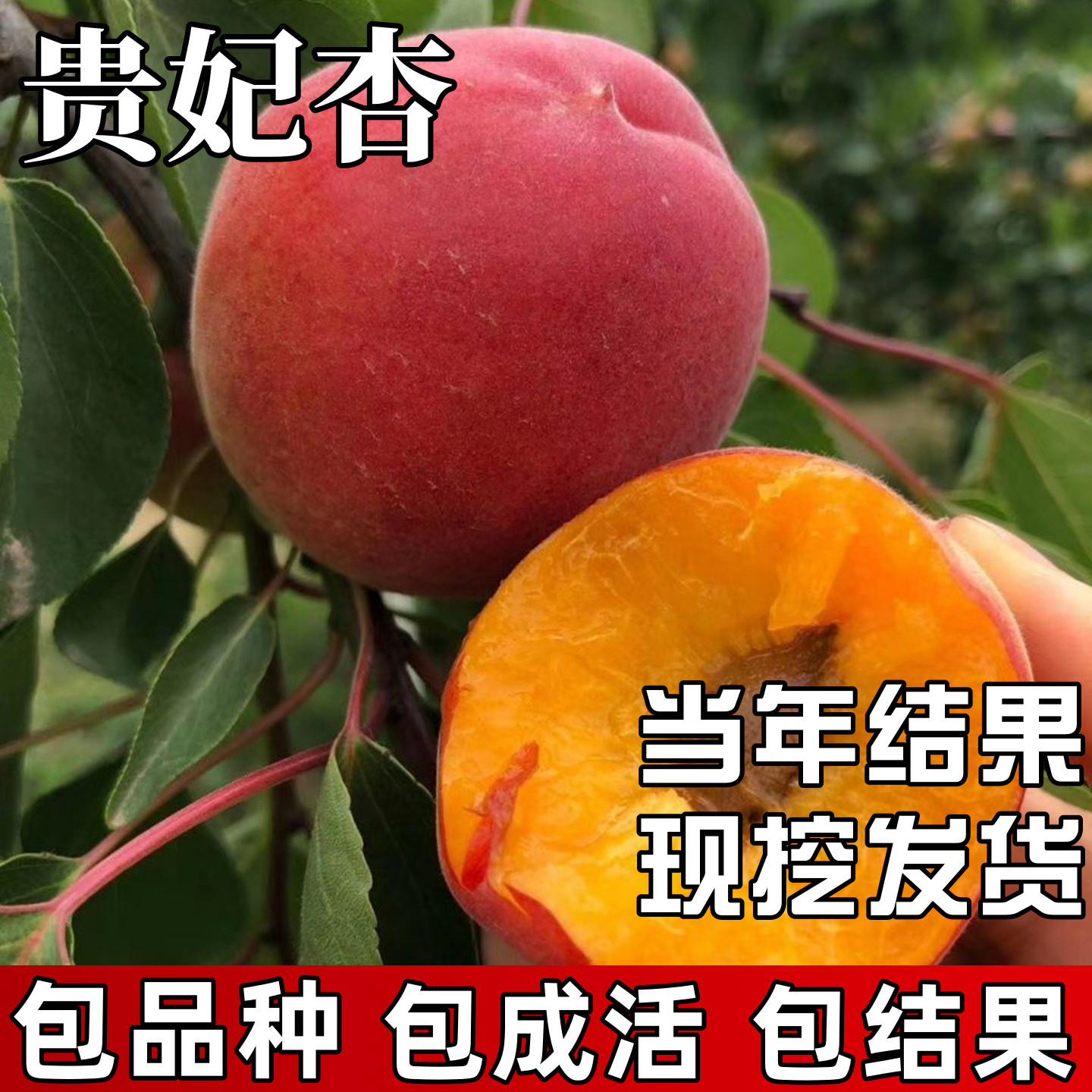 贵妃杏苗南北方庭院耐寒特大号杏树果苗盆栽嫁接杏子红杏当年结果