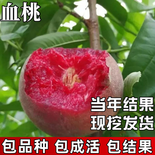 血桃树果苗包成活当年结果