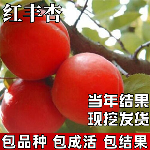 红丰杏苗南北方庭院耐寒果树特大号杏树果苗盆栽嫁接杏子当年结果