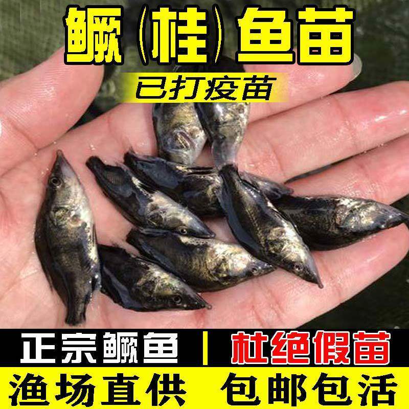 四川鳜鱼苗淡水鱼苗桂花鱼苗养殖小鳜鱼苗大眼食用路亚鱼苗鳜鱼苗