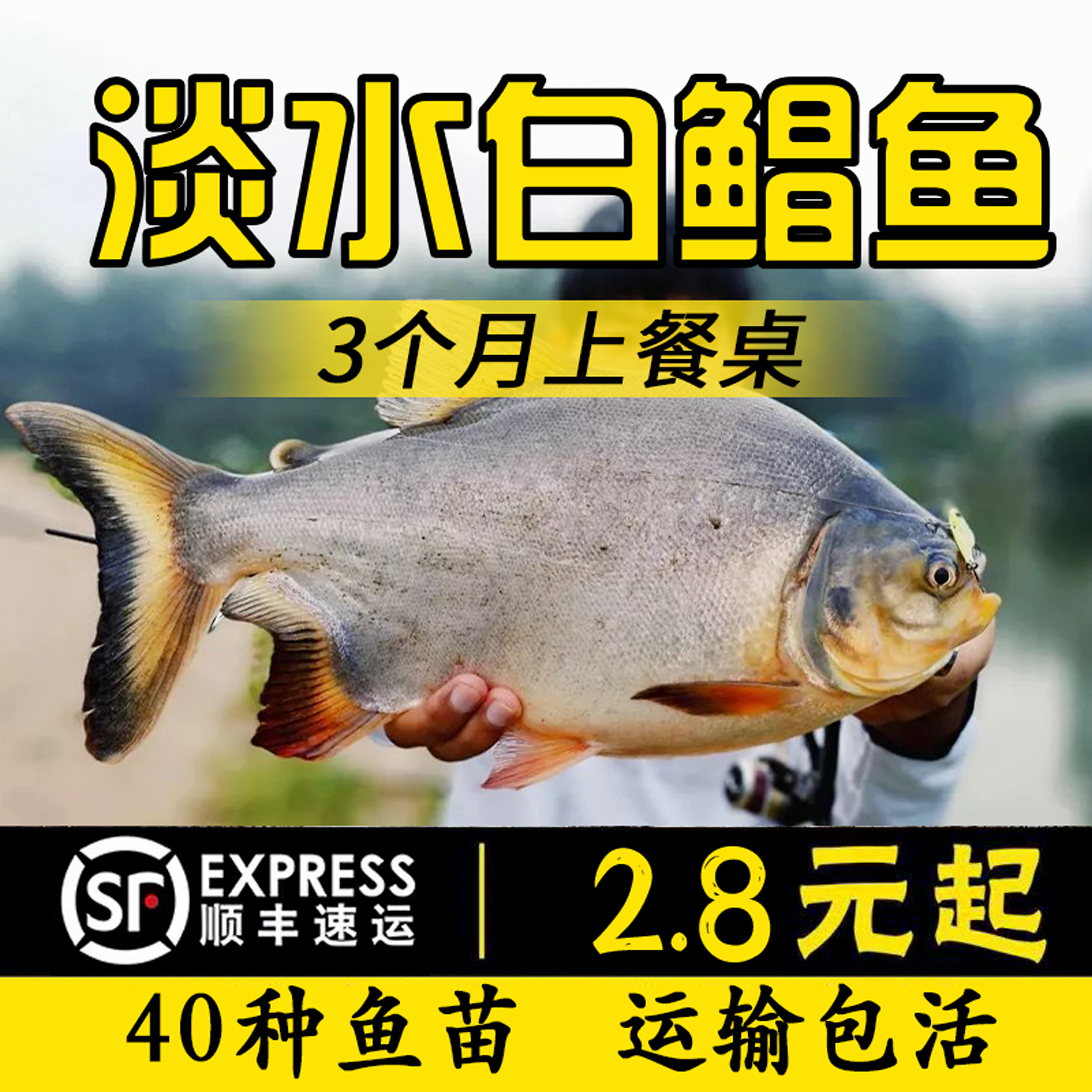 优质白鲳鱼苗红鲳鱼苗食用淡水鱼鱼