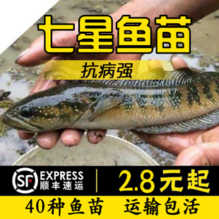 七星鱼鱼苗月鳢山斑鱼花星鱼观赏鱼点称鱼冷水鱼淡水鱼苗活体包邮