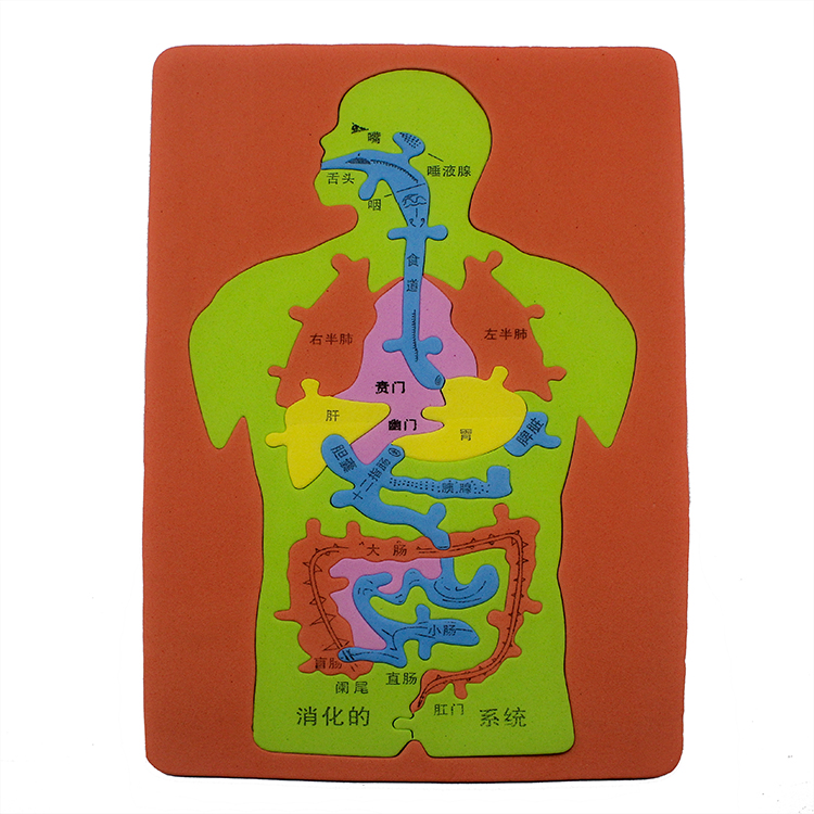 青少年实验拼图人体消化系统科技小制作手工diy教学科普器材