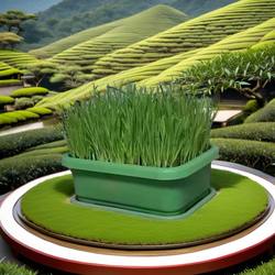 南宫黄韭盆景韭菜根盆栽苗室内阳台无土庭院无公害有机蔬菜农产品