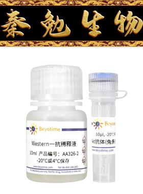 碧云天 AA326 Akt抗体(兔多抗)