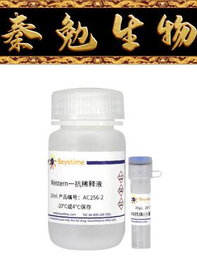 碧云天 AC256 CDK6抗体(小鼠单抗)