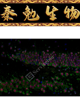 赛维尔 货号：GF002-50T RNASweAMI™ 原位杂交CY3检测试剂盒