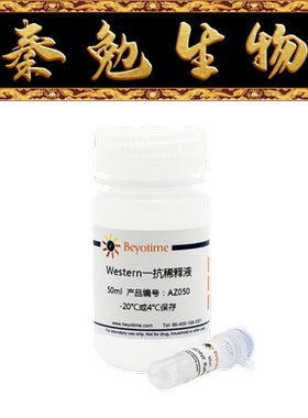 碧云天 AF2593 RUNX2 Rabbit Monoclonal Antibody