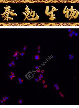 赛维尔 货号：GF004-50T RNASweAMI™ 原位杂交IF550检测试剂盒