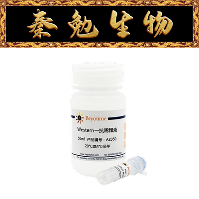 碧云天Smad1兔单克隆抗体