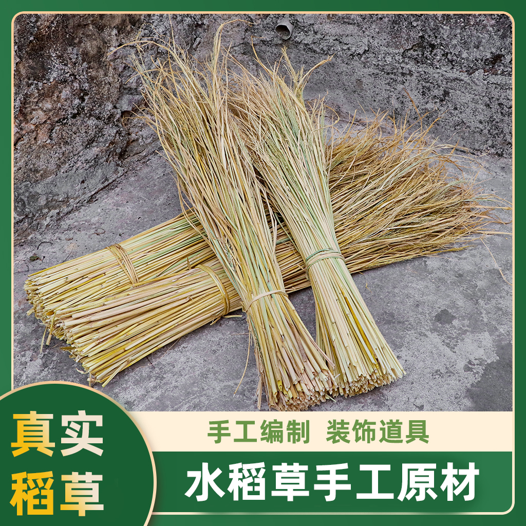 整齐稻杆草大米稻草手工挑选稻草