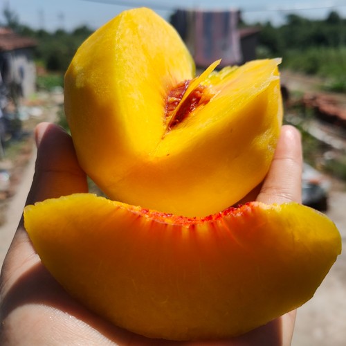 桃树苗锦绣黄桃珍珠枣油桃8号湖景蜜露果苗血桃苗嫁接苗早熟桃苗