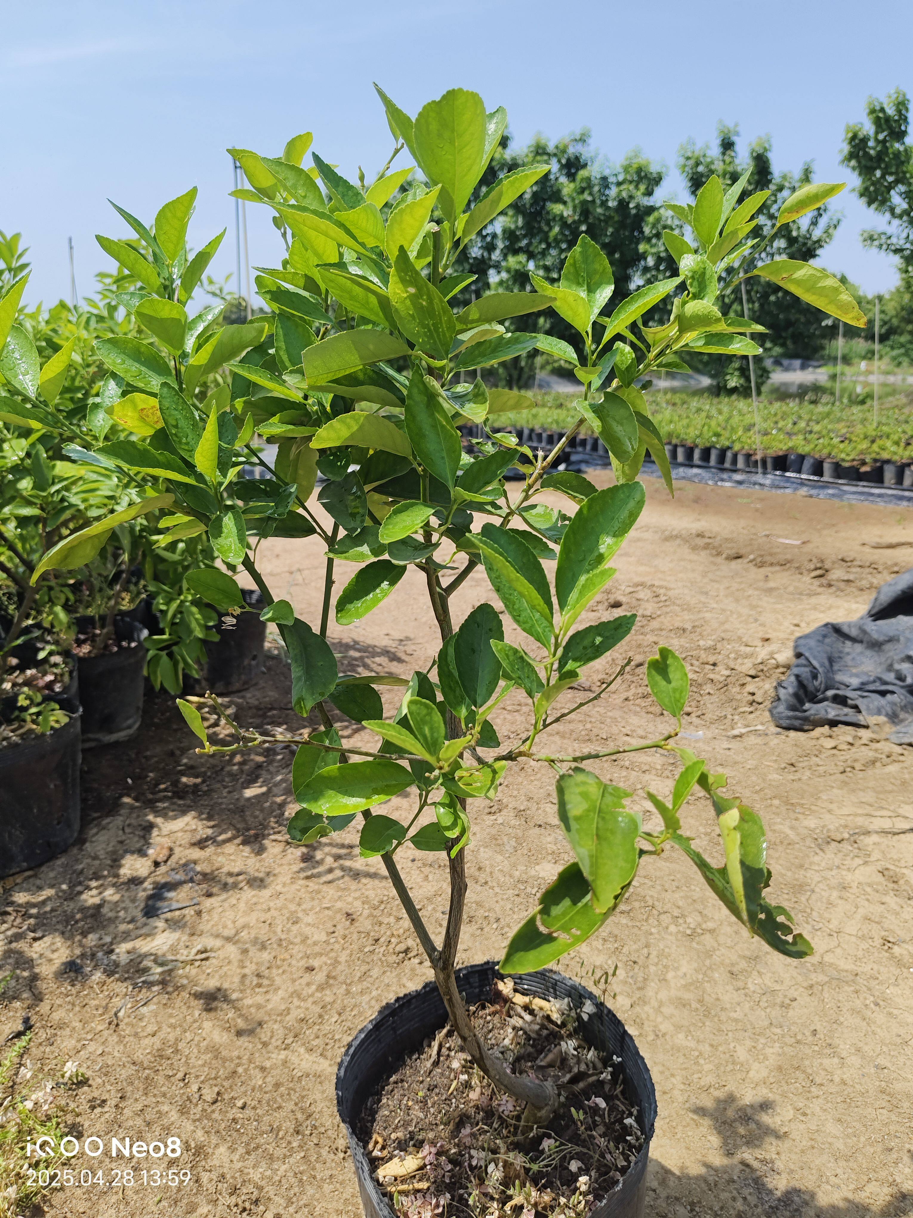 【香水柠檬】四季柠檬青柠檬香水柠檬钵苗可盆栽庭院种植,鲜花速递/花卉仿真/绿植园艺,果树,淘宝优惠券,粉丝福利购,淘宝优惠卷