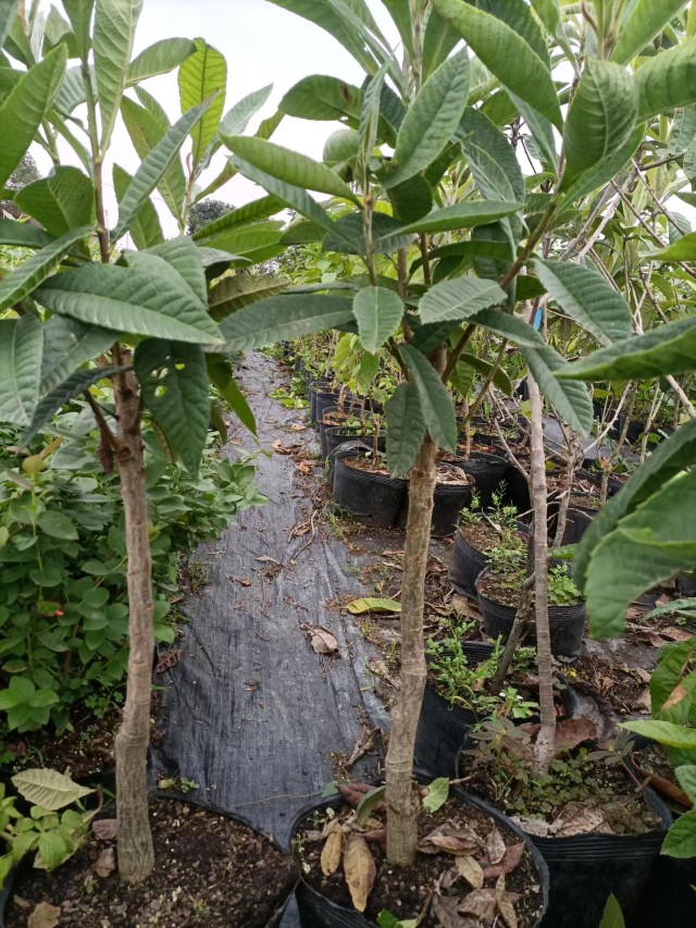 枇杷树苗盆栽地栽南北庭院种植嫁接苗新品种