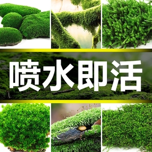 苔藓小虫草坪鲜绿青苔活水苔白发砂微景观曲尾羊绒蕨类植物微景观