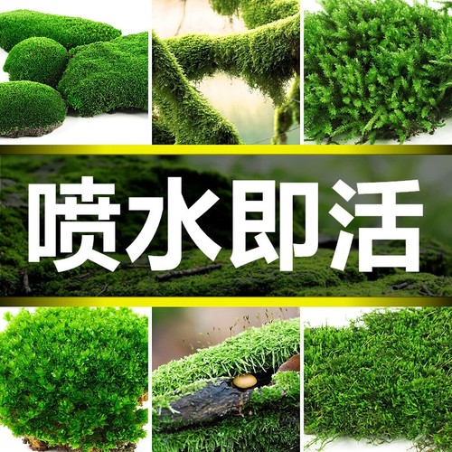 苔藓小虫草坪鲜绿青苔活水苔白发砂微景观曲尾羊绒蕨类植物微景观