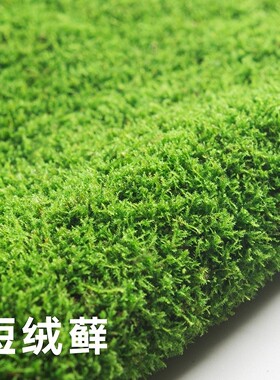 青苔草坪植物鲜活兰花铺面微景观盆景造景盆栽乌龟假山装饰小灰苔