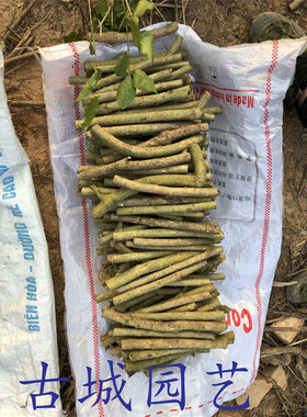 苦刺心枝条 簕菜枝条