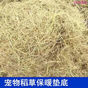 鸡窝稻草漆兔子荷兰猪保暖干宠物食用草天然草垛打草绳宠物垫窝草