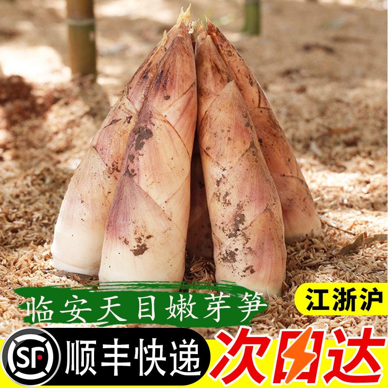 2026嫩芽笋临安天目雷笋新鲜现挖短粗矮胖天目春笋竹笋高山雷竹笋