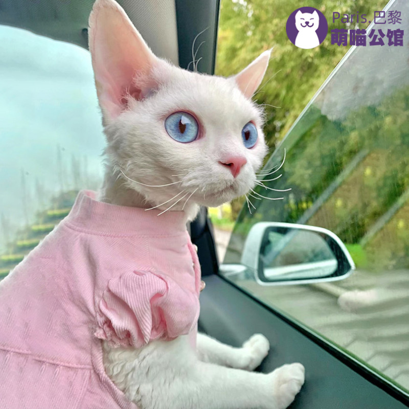 德文卷毛猫幼猫纯种宠物猫咪活体高智商不掉毛纯白蓝眼德文猫幼崽