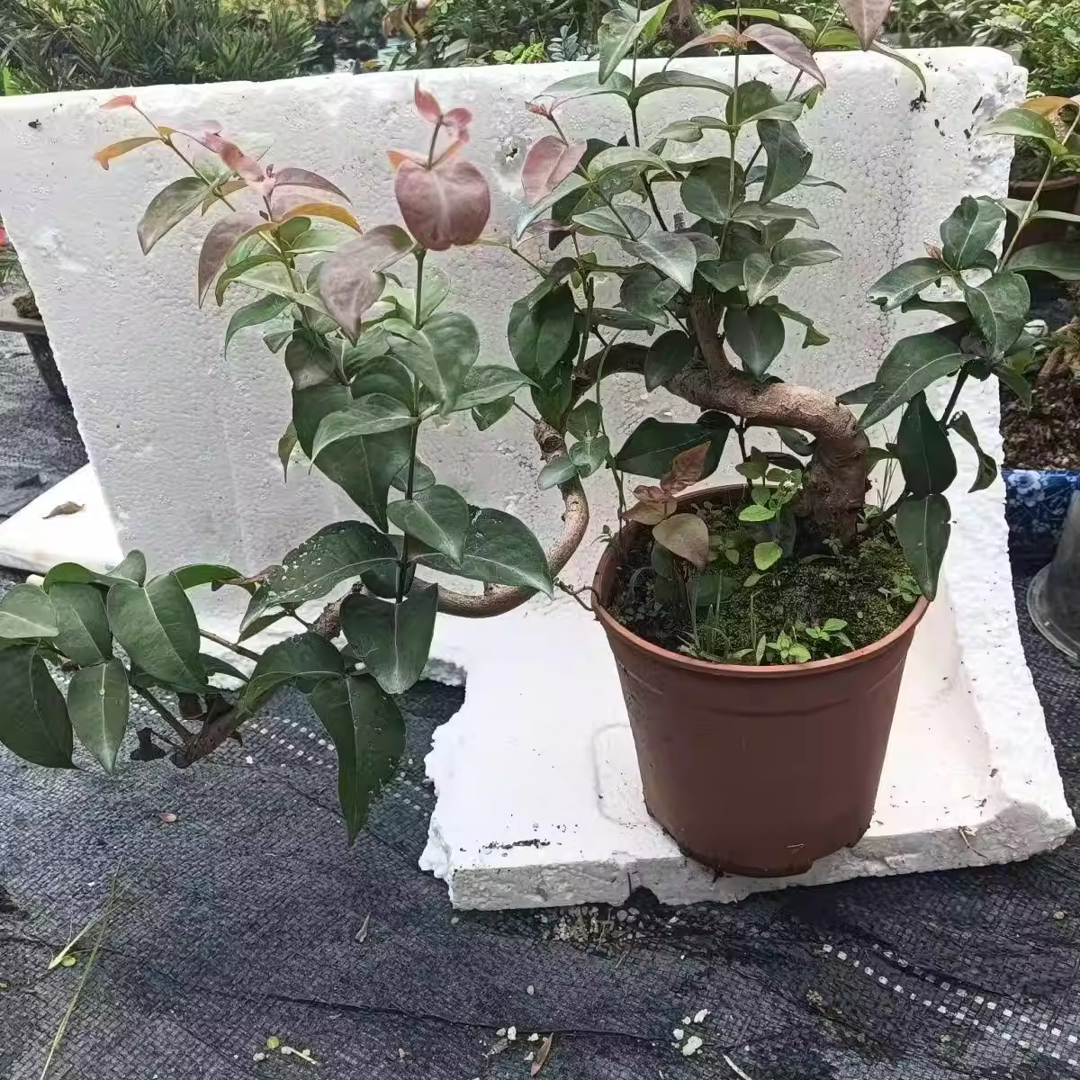 老桩巴西红果悬崖飘枝耐寒浓香型盆栽花卉四季巴西红果仔巴西樱桃