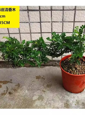 悬崖飘枝老桩清香胡椒木盆景造型中式书房茶几桌面绿植盆栽观植物