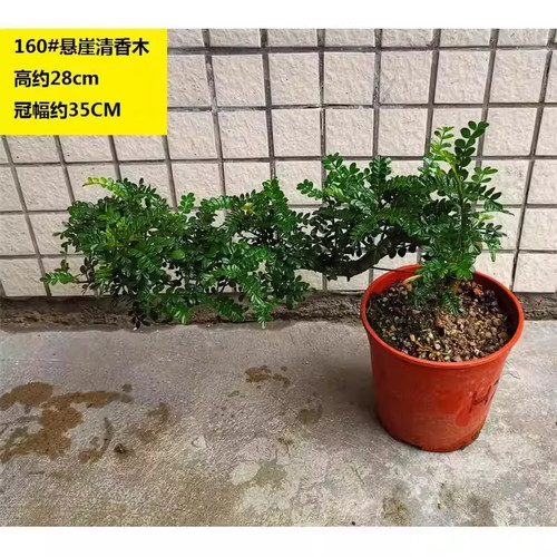 悬崖飘枝老桩清香胡椒木盆景造型中式书房茶几桌面绿植盆栽观植物