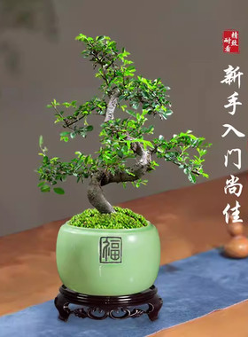 小叶榆树老桩盆景植物室内客厅办公室S造型矮霸榔榆阳台庭院绿植
