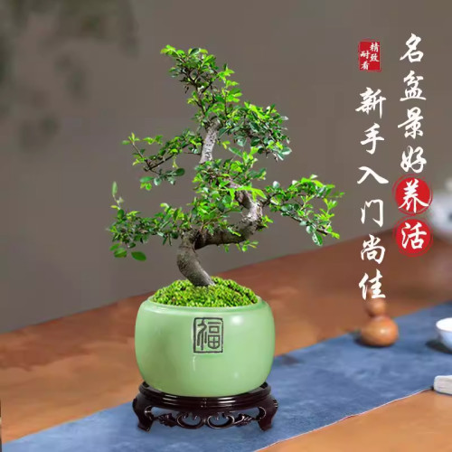 小叶榆树老桩盆景植物室内客厅办公室S造型矮霸榔榆阳台庭院绿植