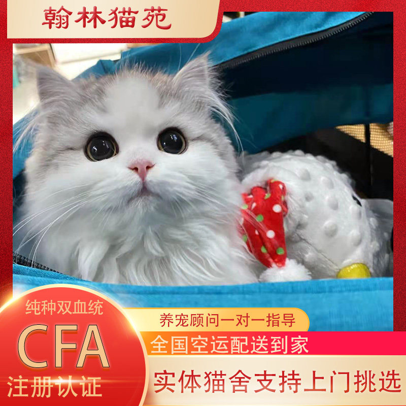 曼基康矮脚猫纯种幼猫蓝白乳白三花米努特宠物猫活物拿破仑短腿猫