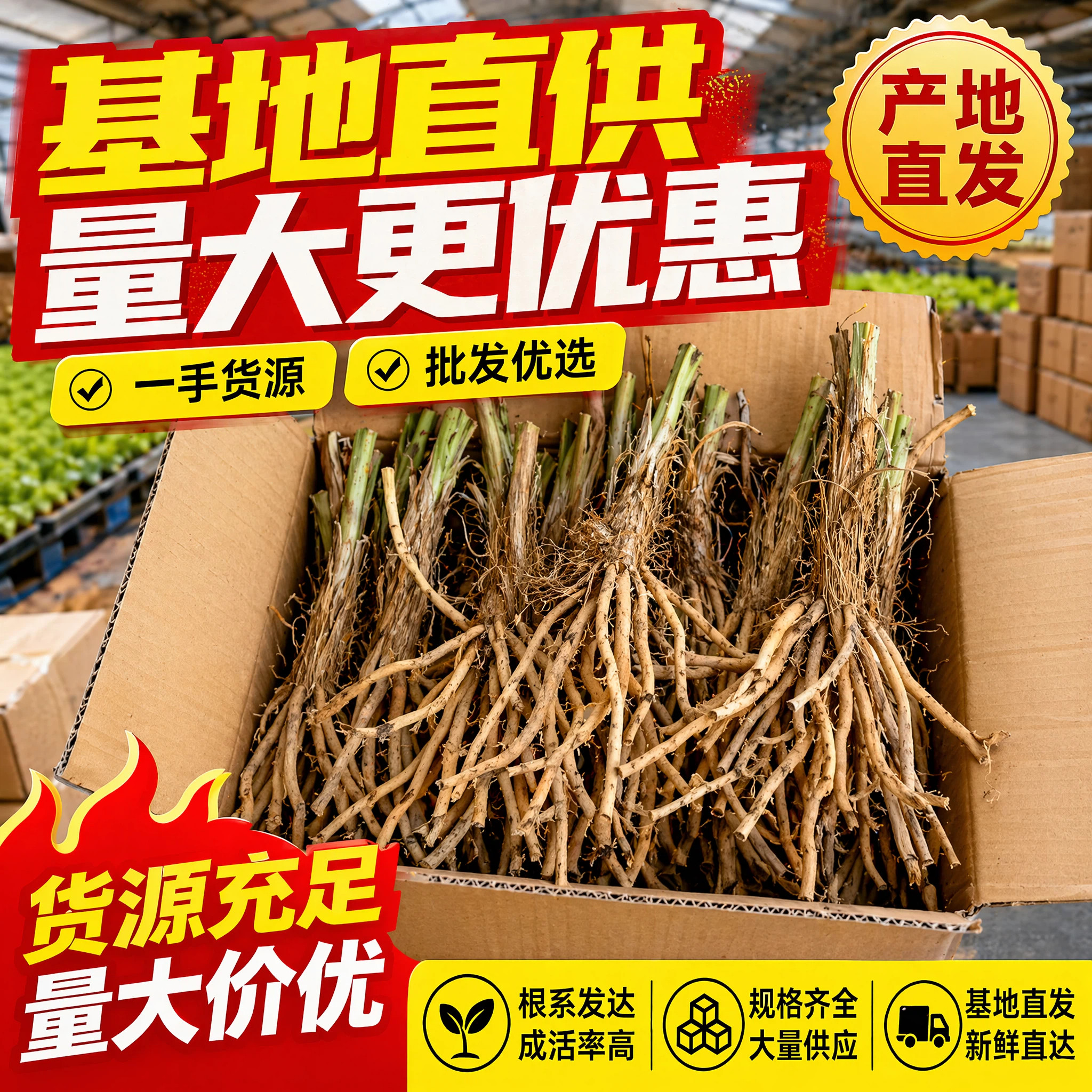 祁东黄花菜苗食用黄花菜金针菜金针花多年生种籽现挖现发包成活图片