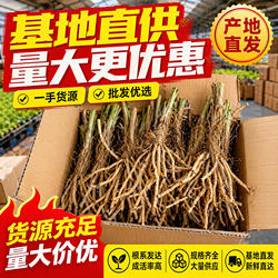 祁东黄花菜苗食用黄花菜金针菜金针花多年生种籽现挖现发包成活