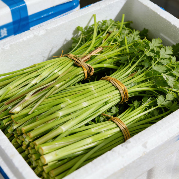 贵州野生水芹菜 现摘当季新鲜水芹菜 深山溪流野生蔬菜野芹菜农家